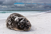 Junger Südlicher See-Elefant, Mirounga leonina, ruht sich am Strand aus. Seelöweninsel, Falklandinseln