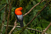 Peru. Männlicher Felsenhahn im Amazonas-Dschungel.