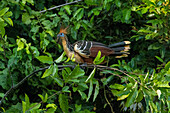 Peru, Amazon. Hoatzin bird in jungle tree.