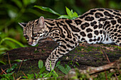 Costa Rica. Close-up of margay jungle cat on tree limb.