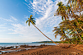 Der Sandstrand mit Palmen und Wolkenfetzen über dem Kopf. Drake Bay, Osa-Halbinsel, Costa Rica.