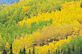 USA, Alaska, Chugach National Forest. Aspens in autumn.