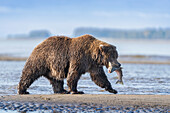USA, Alaska, Lake Clark National Park. Grizzly bear with salmon prey.