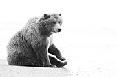 USA, Alaska, Lake Clark National Park. Resting grizzly bear on beach.