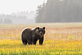 USA, Alaska, Lake Clark National Park. Grizzly bear male in meadow.