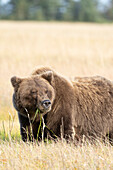 USA, Alaska, Lake Clark National Park. Grizzly bear close-up in meadow.