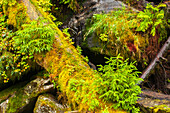 USA, Alaska, Tongass National Forest. Mossy log and rocks scenic.