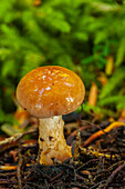 USA, Alaska, Tongass National Forest. Close-up of mushroom.