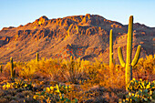 USA, Arizona, Sonoran Desert. Tucson Mountains and saguaro cactus.