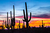 USA, Arizona, Saguaro National Park. Saguaro cacti silhouettes at sunset.