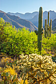 USA, Arizona, Sabino Canyon. Desert landscape with saguaro and cholla cactus.