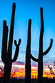 USA, Arizona, Saguaro National Park. Saguaro cacti silhouettes at sunset.