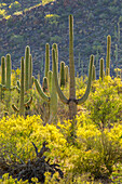 USA, Arizona, Saguaro National Park. Sonoran Desert landscape.