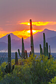 USA, Arizona, Saguaro National Park. Sonoran Desert and mountains at sunset.