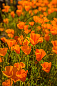 USA, Arizona, Peridot Mesa. Close-up of poppies in bloom.