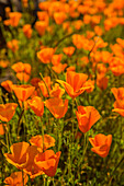 USA, Arizona, Peridot Mesa. Nahaufnahme von blühenden Mohnblumen.