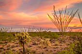 USA, Arizona, Santa Cruz County. Sunset on desert landscape.