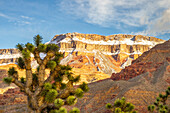 USA, Arizona, Virgin Mountains. Winter landscape with mountain and Joshua trees.
