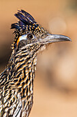 Greater Roadrunner in desert, Pima County, Arizona.