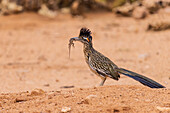 Greater Roadrunner mit Eidechse in der Wüste, Pima County, Arizona.