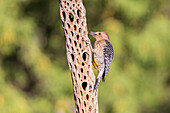 Gila Woodpecker male on tree, Pima County, Arizona.