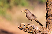 Krummschnabel-Spottdrossel, Pima County, Arizona.