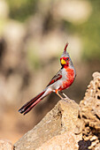 Pyrrhuloxia-Männchen, Pima County, Arizona.