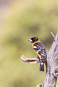 Black-headed Grosbeak male, Pima County, Arizona.