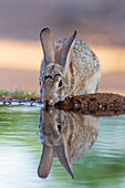 Desert Cottontail at water, Pima County, Arizona.