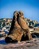 USA, Kalifornien, Channel Islands National Park. Männliche Seeelefanten auf San Miguel Island kämpfen um das Paarungsrecht.