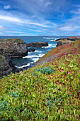 USA, California. Pacific Ocean, Mendocino Headlands State Park.