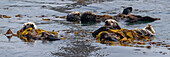 USA, California. Sea Otters (Enhydra lutris).