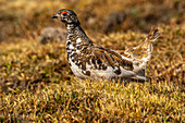 USA, Colorado, Mt. Evans. White-tailed ptarmigan bird changing plumage.