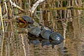 USA, Colorado, Fort Collins. Gemalte Schildkröten auf einem Baumstamm in einem Teich.