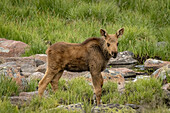 USA, Colorado, Cameron Pass. Moose calf close-up.