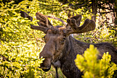 USA, Colorado, Cameron Pass. Bull moose close-up.