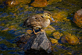 USA, Colorado, Fort Collins. Mallard duckling on rock in stream.