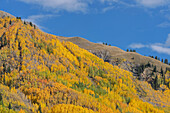 USA, Colorado, Uncompahgre National Forest. Espen an einem Berghang im Herbst.