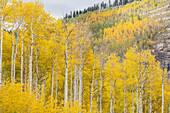 USA, Colorado, Uncompahgre National Forest. Aspens on mountainside in autumn.