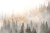 USA, Colorado, San Juan Mountains. Sunrise fog in forest.