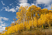 USA, Colorado, Uncompahgre National Forest. Aspen-Hain im Herbst.