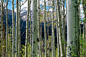 Vereinigte Staaten von Amerika, Colorado. Espenbäume im White River National Forest.