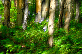 Forest of trees and wildflowers, Creative composite with soft focus.