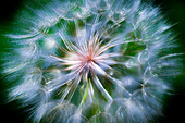Close-up of the giant dandelion looking plant called salsify in Colorado.