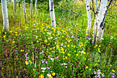 USA, Colorado. Bunte Sommerwiese mit Wildblumen und Espen.