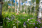 USA, Colorado. Wildflowers in a grove of Aspen trees.