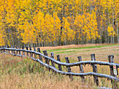 USA, Colorado, Aspen. Fenceline with autumn Aspens