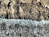 USA, Colorado. Infrarot von Espen vor einer Felswand