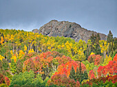 USA, Colorado, Kebler Pass. Bright color of autumn on Kebler Pass