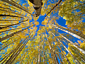 USA, Colorado, Kebler Pass. Aspen forest in fall color as seen from the forest floor,